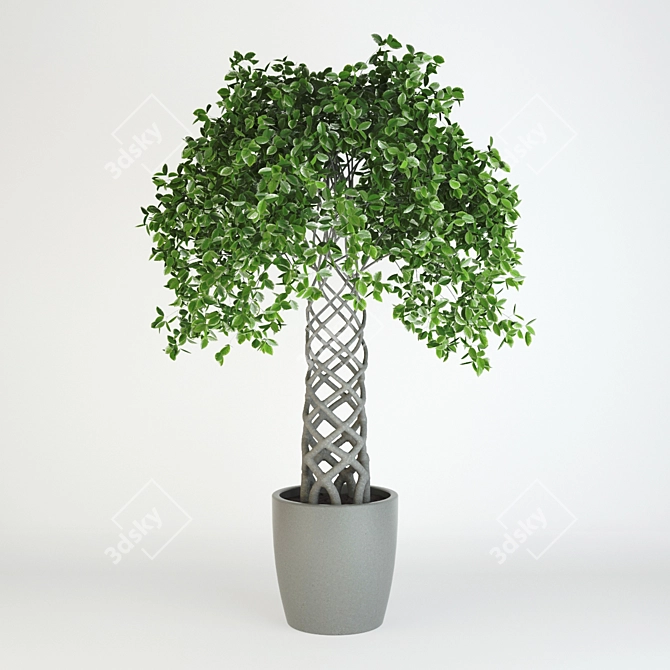 Vintage Fikus: 1950mm Height 3D model image 1