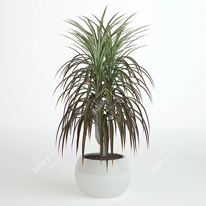 Tall Dracaena Plant 580mm 3D model image 1