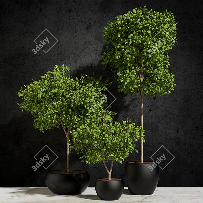 Natural Foliage: Ficus Benjamin 3D model image 1