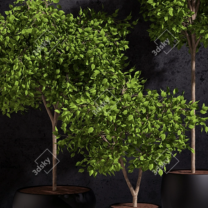 Natural Foliage: Ficus Benjamin 3D model image 2