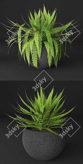 Elegant Fern Duo 3D model image 2