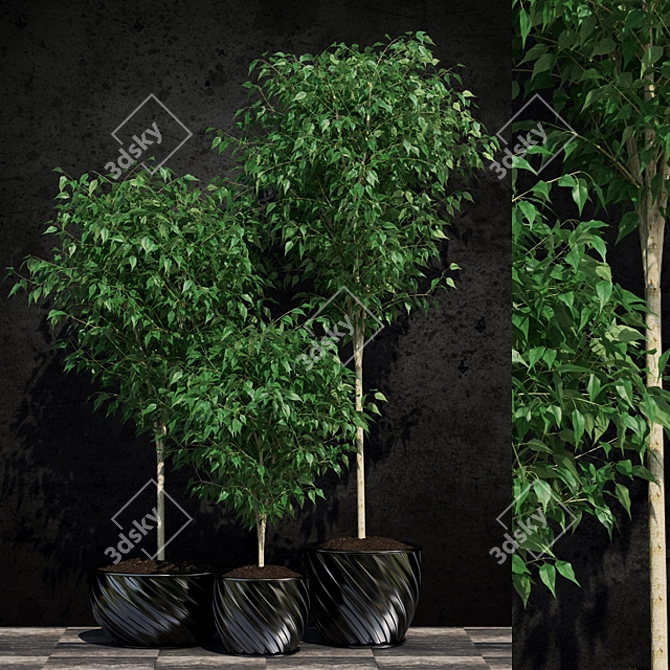 Lush Ficus Benjamin Plant: 2 Varieties 3D model image 1