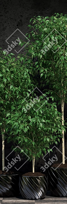 Lush Ficus Benjamin Plant: 2 Varieties 3D model image 2