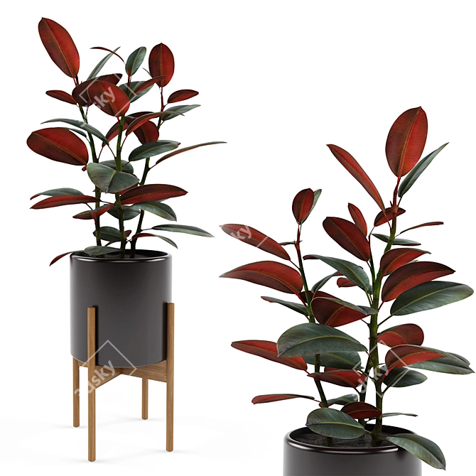 Black Prince Rubber Tree: Case Study Cylinder 3D model image 1