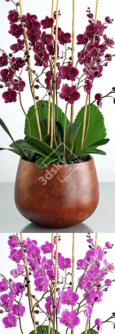 Exquisite Orchid 7: Stunning Flower, 3D Max and FBX Files 3D model image 2