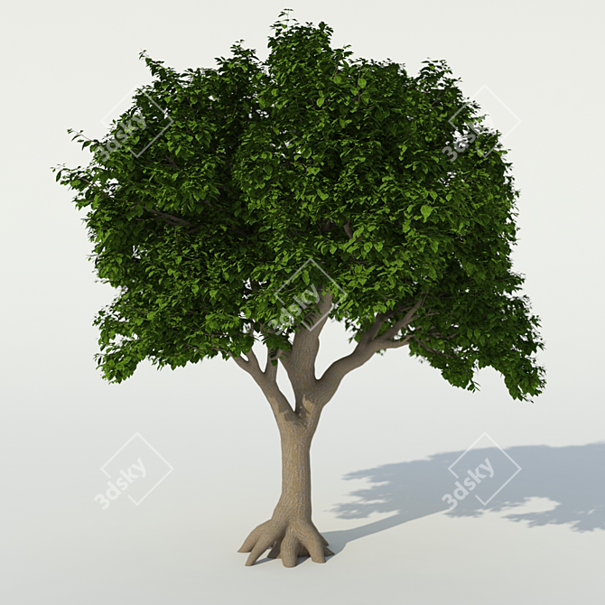 Exterior Tree: 3m Height, 2.8m Crown 3D model image 1