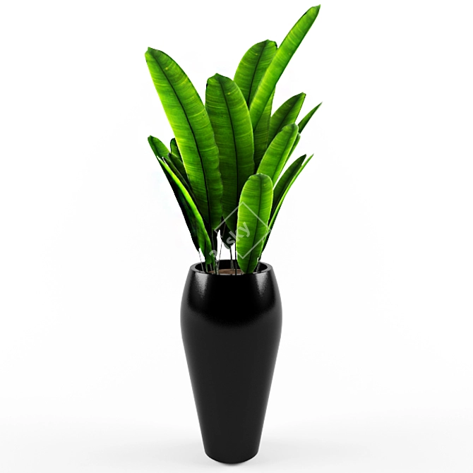 Tropical Vibes: Indoor Banana Tree! 3D model image 1