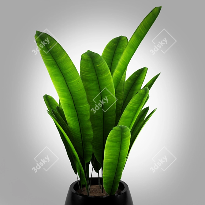 Tropical Vibes: Indoor Banana Tree! 3D model image 2