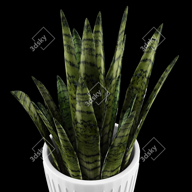 Large Sansevieria Floor Plant 3D model image 2