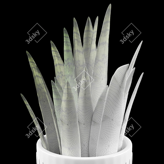 Large Sansevieria Floor Plant 3D model image 3