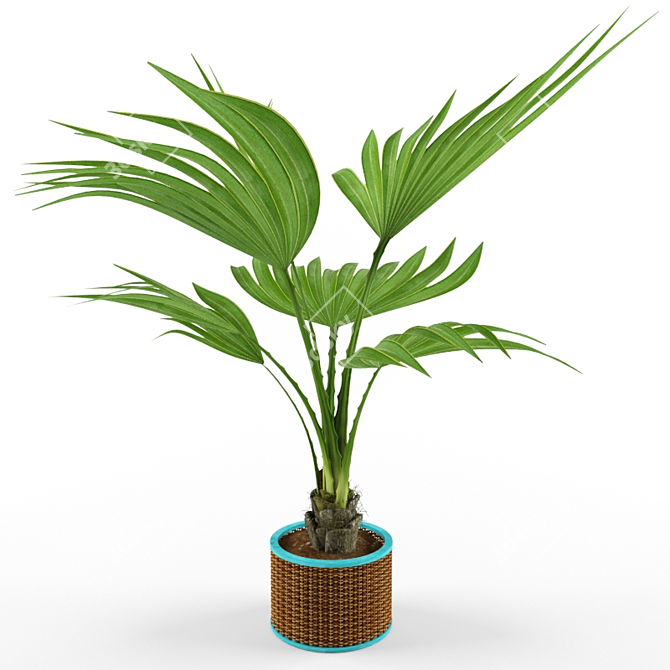 Tropical Palm Tree 3D Model 3D model image 1