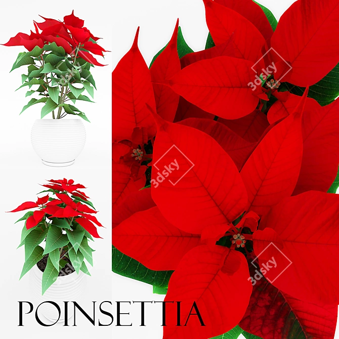 Festive Poinsettia - Christmas Blooms 3D model image 1