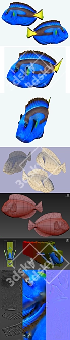 Title: Tropical Surgeonfish: Paracanthurus Hepatus 3D model image 2