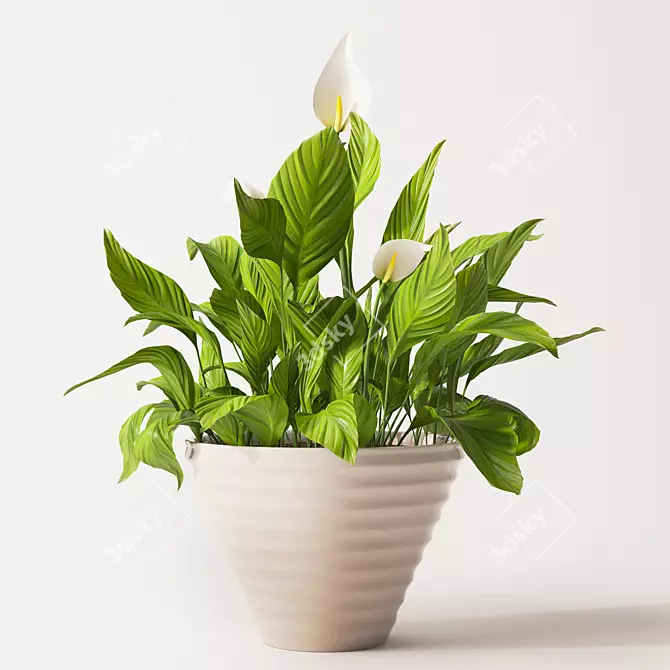 Detailed Spathiphyllum Plant Model 3D model image 1