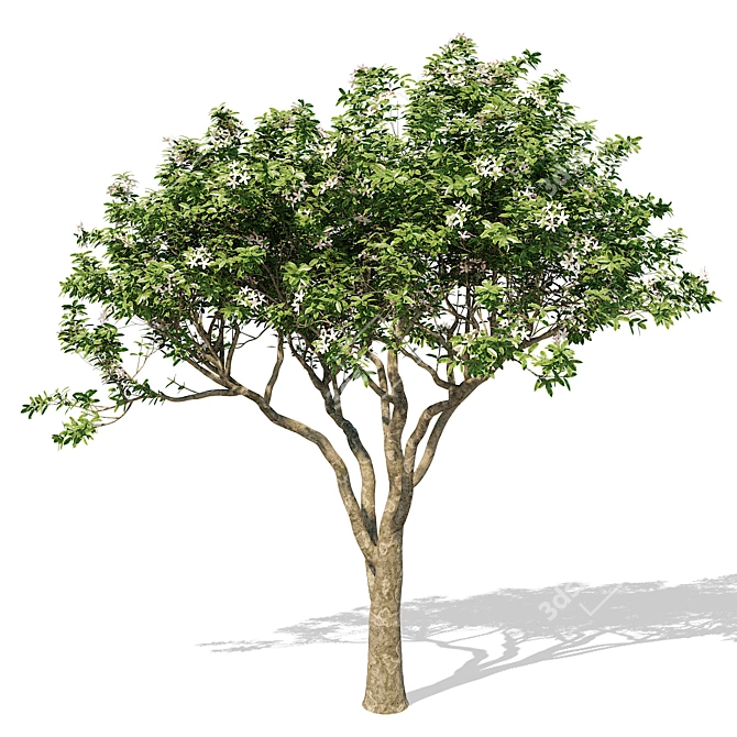 Elegant Magnolia Tree Model 3D model image 1