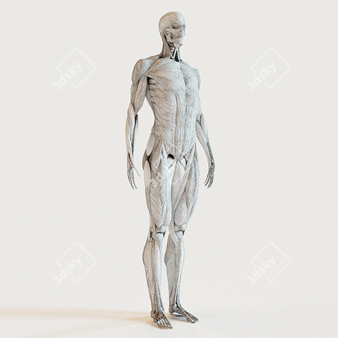 Complete Muscle & Skeleton Set 3D model image 3