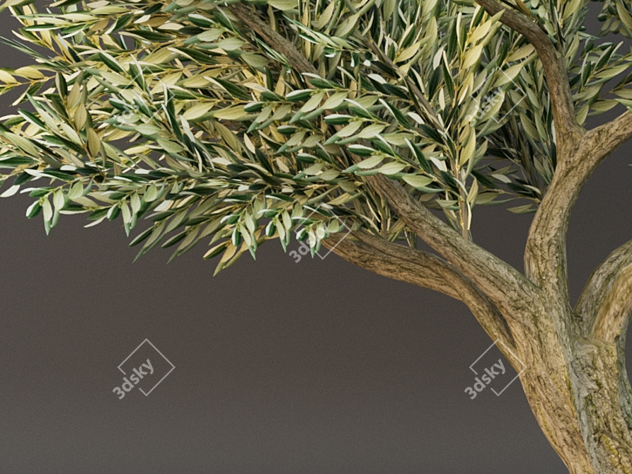 Evergreen beauty: Poly Oliva 3D model image 3