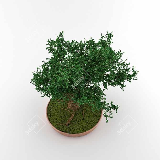 Elegant Bonsai in Pot 3D model image 2
