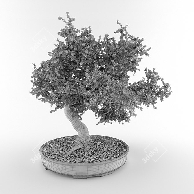Elegant Bonsai in Pot 3D model image 3