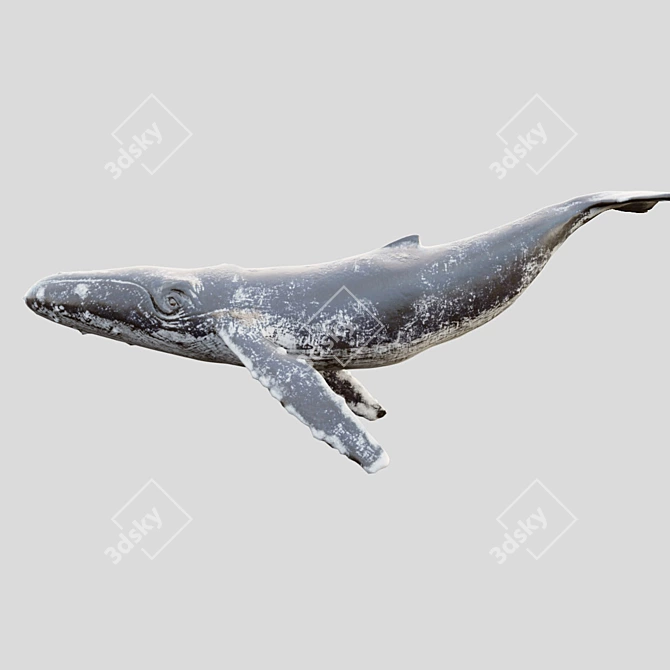 4K Grey Whale Sculpture 3D model image 1