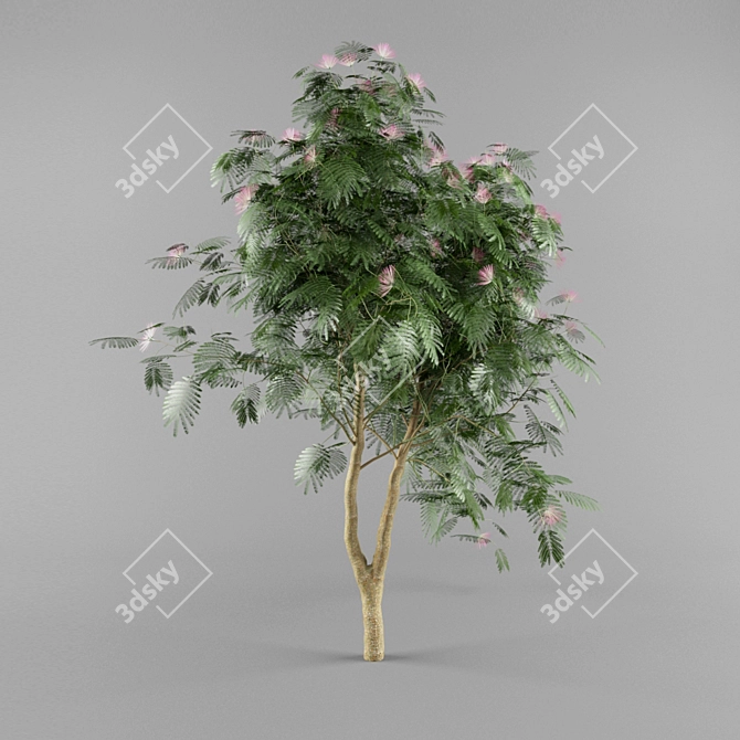 Persian Silk Tree - Adult Forms 3D model image 2