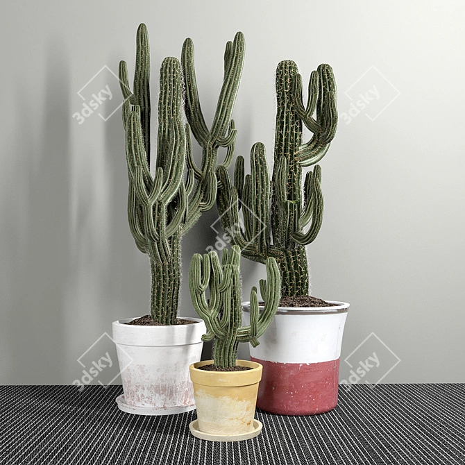 3 Carnegiea Cactus Set 3D model image 1