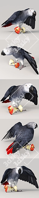 Talented Talking Parrot: Jaco 3D model image 2