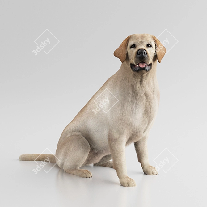 VRayFur Labrador Retriever Model 3D model image 1