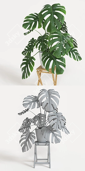 Exquisite Monstera Plant: 2013 Version 3D model image 2