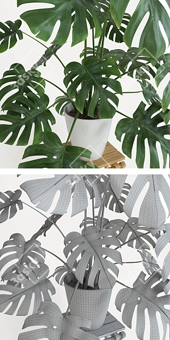 Exquisite Monstera Plant: 2013 Version 3D model image 3