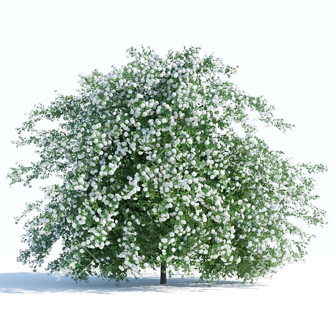  Blooming Spiraea Shrub 2 3D model image 1