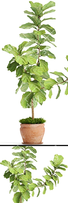 Ficus Lyrata Collection: Exquisite Greenery 3D model image 2