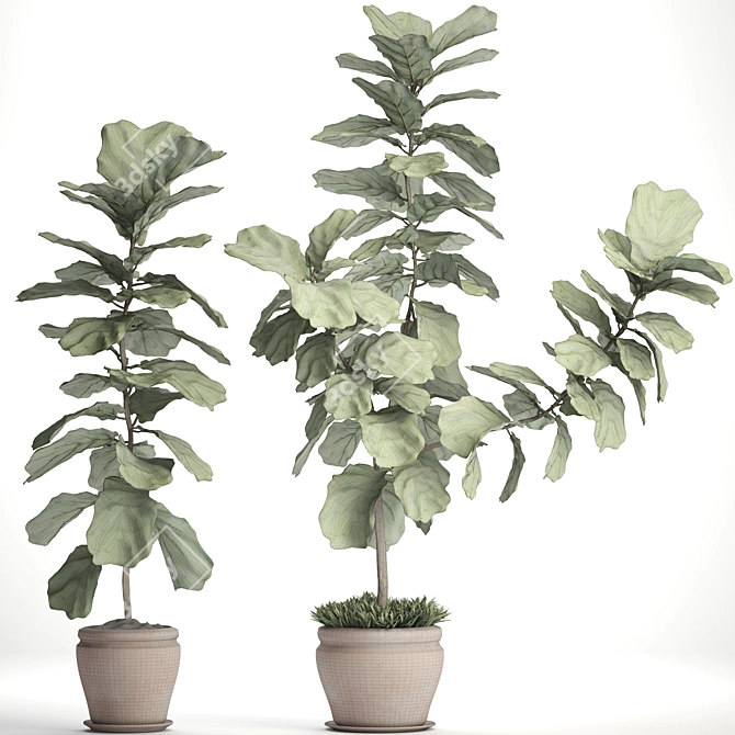 Ficus Lyrata Collection: Exquisite Greenery 3D model image 3