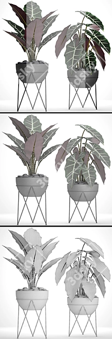 Exquisite Alocasia Collection 3D model image 3