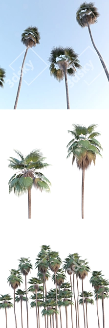 Tropical Majesty: Washingtonia Robusta Palms 3D model image 2