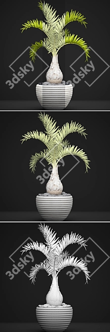 Hyophorbe Lagenicaulis: Exotic Palm Tree 3D model image 3