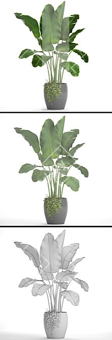 Tropical Delight: Banana Palm in Pot 3D model image 3