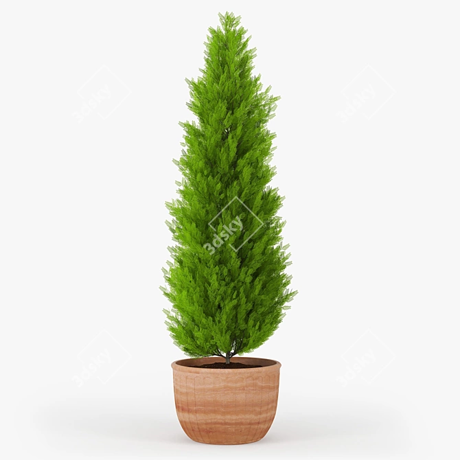 Thuja 2 - High-Poly 3D Plant 3D model image 1