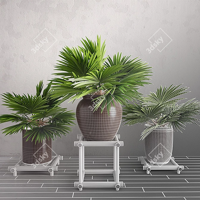 Tropical Oasis: Trio of Potted Palms 3D model image 3