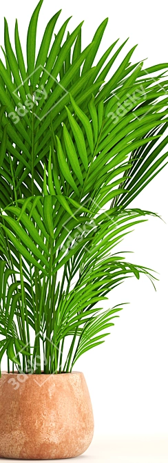 Elegant Kentia Palm: Howea Forsteriana 3D model image 2