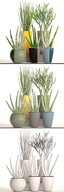 58 Piece Sansevieria Collection in Pots 3D model image 3