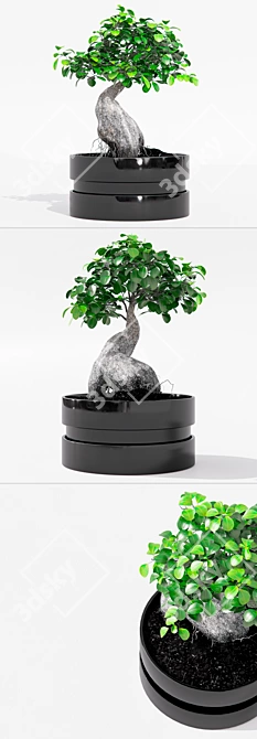 IKEA Ficus Ginseng - 40cm Height - 22cm Pot 3D model image 2