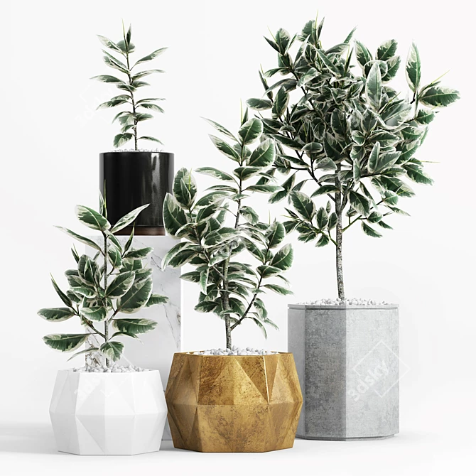 Elegant Variegated Rubber Plant 3D model image 1