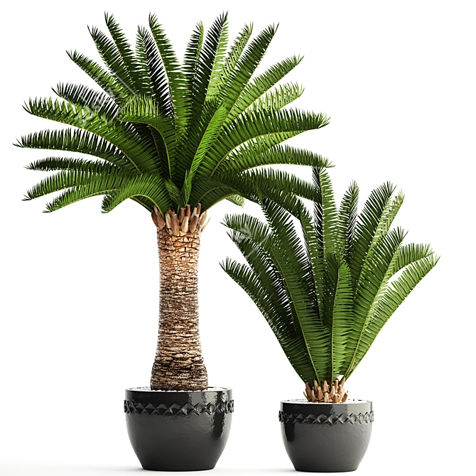 Lush Palm Collection: Phoenix Canariensis 3D model image 1