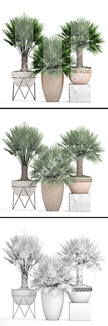  Exquisite Chamaerops Plant Collection 3D model image 3
