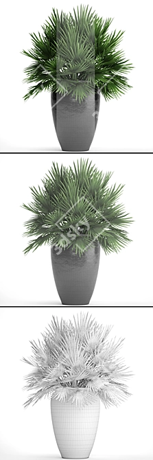 Hardy Chamaerops Palm: Exotic Elegance 3D model image 3