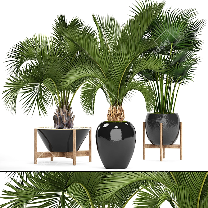 Tropical Oasis: Palm Tree Collection 3D model image 1