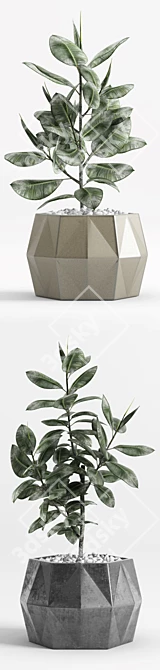 Variegated Ficus Elastica in Various Planters 3D model image 3