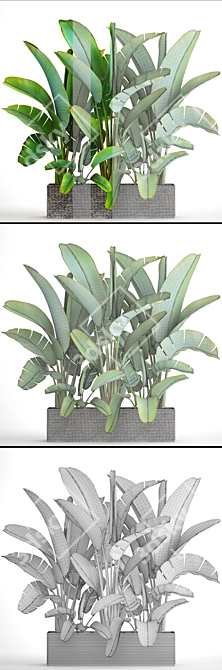 Exquisite Ravenala Collection 3D model image 3