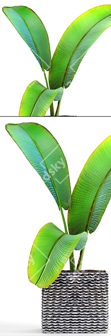 Exotic Madagascar Ravenala - Rare Beauty 3D model image 2